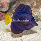 Purple Tang [Blemish] (click for more detail)