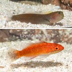 Red-Fin Fairy Wrasse and Bicolor Blenny, Pair (click for more detail)