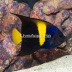 Asfur Angelfish (click for more detail)