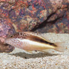 Freckled Hawkfish  (click for more detail)