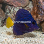 Purple Tang [Blemish] (click for more detail)
