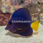 Purple Tang [Blemish] (click for more detail)
