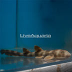 Bamboo Shark EXPERT ONLY (click for more detail)