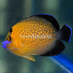 Goldflake Angelfish (click for more detail)