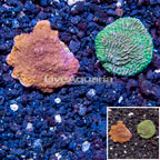 LiveAquaria® Two Pack Cultured Montipora Coral (click for more detail)