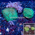 LiveAquaria® Two Pack Cultured Pom Pom Xenia and Leptoseris Coral (click for more detail)
