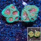 LiveAquaria® Two Pack Cultured Goniastrea Brain Coral (click for more detail)