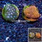 LiveAquaria® Two Pack Cultured Ultra Chalice and Leptastrea Coral (click for more detail)