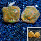 LiveAquaria® Two Pack Cultured Montipora Coral (click for more detail)