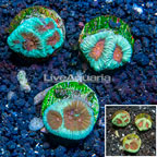 LiveAquaria® Three Pack Cultured Goniastrea Brain Coral (click for more detail)