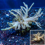 Sinularia Leather Coral Indonesia (click for more detail)