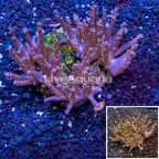 Tree Coral Indonesia (click for more detail)