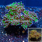 LiveAquaria® Cultured Hammer Coral (click for more detail)