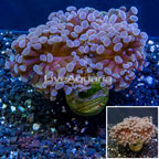 LiveAquaria® Cultured Hammer Coral (click for more detail)