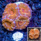 LiveAquaria® Cultured Acan Lord Coral (click for more detail)