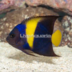 Asfur Angelfish (click for more detail)