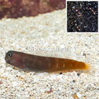 Bicolor Blenny With Coral Banded Shrimp (click for more detail)