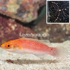 Ruby Longfin Fairy Wrasse With Coral Banded Shrimp (click for more detail)