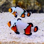 ORA® Captive-Bred Premium Black Ice Snowflake Ocellaris Clownfish (Bonded Pair) (click for more detail)