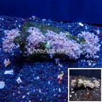 Xenia Coral Vietnam (click for more detail)