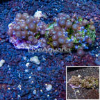 Two Pack Zoanthus Coral Indonesia (click for more detail)