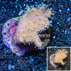 Devil's Hand Leather Coral Indonesia (click for more detail)