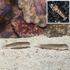 Bluespotted Watchman Goby Pair With Tiger Snapping Shrimp (click for more detail)