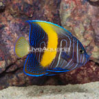Maculosus Angelfish (click for more detail)