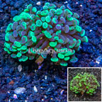 LiveAquaria® Cultured Hammer Coral (click for more detail)