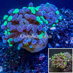 LiveAquaria® Cultured Hammer Coral (click for more detail)