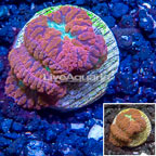 LiveAquaria® Cultured Blastomussa Coral (click for more detail)