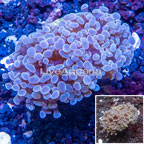 LiveAquaria® Cultured Hammer Coral (click for more detail)