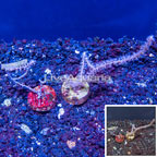LiveAquaria® Two Pack Cultured Purple Sea Whip (click for more detail)