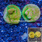 LiveAquaria® Two Pack Cultured Ultra Chalice Coral (click for more detail)