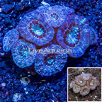 LiveAquaria® Cultured Acan Lord Coral (click for more detail)