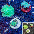 LiveAquaria® Three Pack Cultured Green Cabbage Leather Coral (click for more detail)