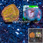 LiveAquaria® Two Pack Goinastrea and Leptoseris Coral (click for more detail)