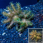 Devil's Hand Leather Coral Indonesia (click for more detail)