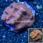 Blue Ridge Coral Indonesia (click for more detail)