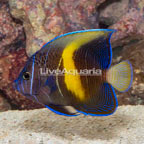Maculosus Angelfish (click for more detail)