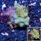Devil's Hand Leather and Anthelia Waving Hand Coral Combo Rock Indonesia (click for more detail)