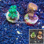 LiveAquaria® Two Pack Cultured Blue Ridge and Pocillopora Coral (click for more detail)