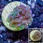 LiveAquaria® Cultured Hammer Coral (click for more detail)