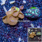 LiveAquaria® Two Pack Cultured Protopalythoa and Favia Coral (click for more detail)
