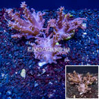 LiveAquaria® Three Pack Cultured Tree Coral (click for more detail)