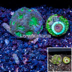 LiveAquaria® Two Pack Cultured Acanthastrea Echinata and Goniastrea Coral (click for more detail)