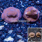 LiveAquaria® Two Pack Cultured Blue Ridge Coral (click for more detail)