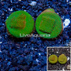 USA Two Pack Cultured Screamin Demon Porites Coral (click for more detail)