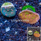 LiveAquaria® Two Pack Cultured Ultra Chalice Coral (click for more detail)