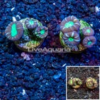 LiveAquaria® Two Pack Cultured Candy Cane Coral (click for more detail)